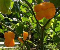 Tropical Island Flavors Tropical Island Flavors